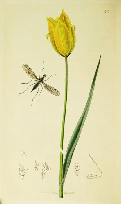 Framed Print : Curtis British Entomology Plate 513 Framed Print : Curtis British Entomology Plate 513