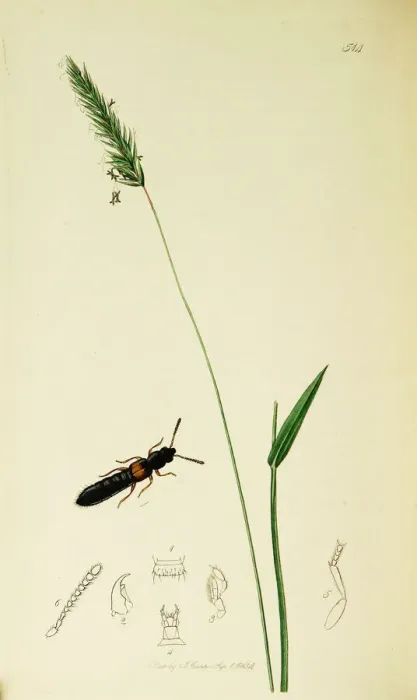 Framed Print : Curtis British Entomology Plate 514 Framed Print : Curtis British Entomology Plate 514