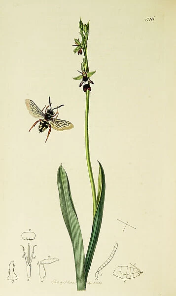 Curtis British Entomology Plate 516