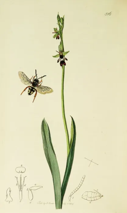Framed Print : Curtis British Entomology Plate 516 Framed Print : Curtis British Entomology Plate 516
