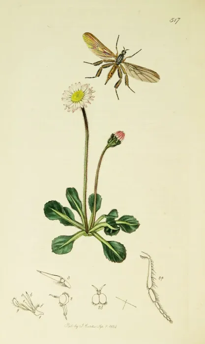 Framed Print : Curtis British Entomology Plate 517 Framed Print : Curtis British Entomology Plate 517