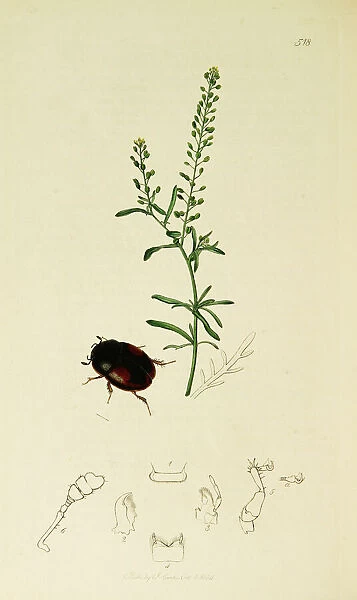 Curtis British Entomology Plate 518