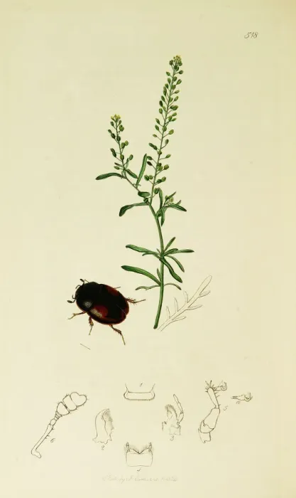 Framed Print : Curtis British Entomology Plate 518 Framed Print : Curtis British Entomology Plate 518