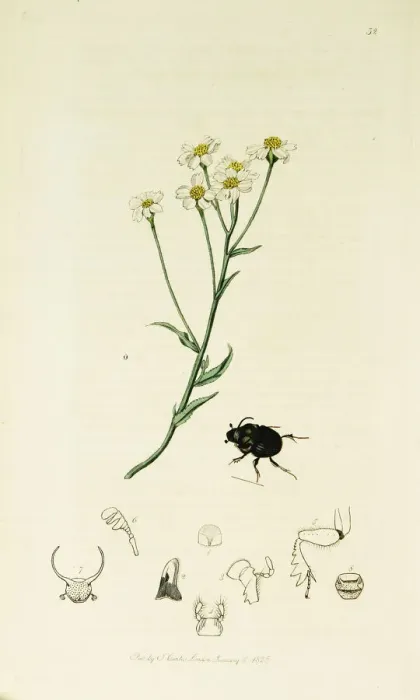 Framed Print : Curtis British Entomology Plate 52 Framed Print : Curtis British Entomology Plate 52