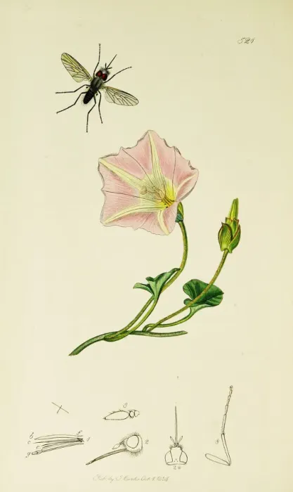 Framed Print : Curtis British Entomology Plate 521 Framed Print : Curtis British Entomology Plate 521