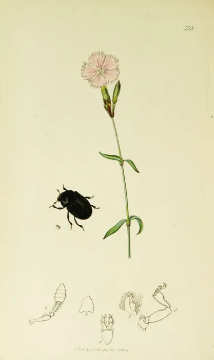 Framed Print : Curtis British Entomology Plate 522 Framed Print : Curtis British Entomology Plate 522