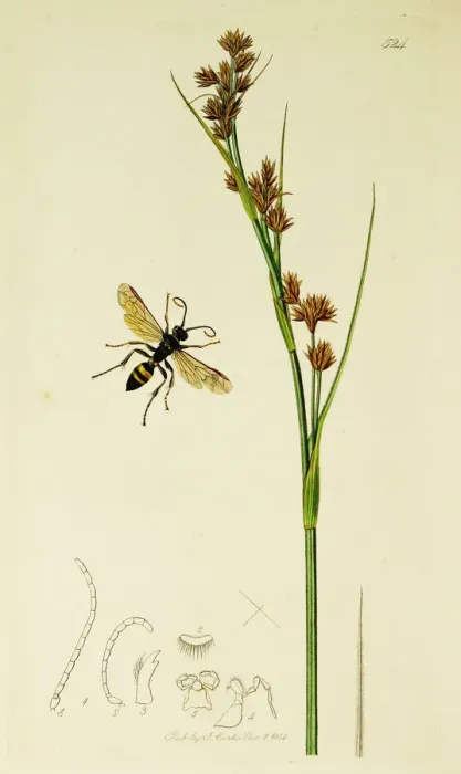 Framed Print : Curtis British Entomology Plate 524 Framed Print : Curtis British Entomology Plate 524