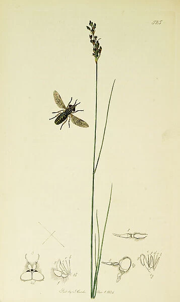 Curtis British Entomology Plate 525