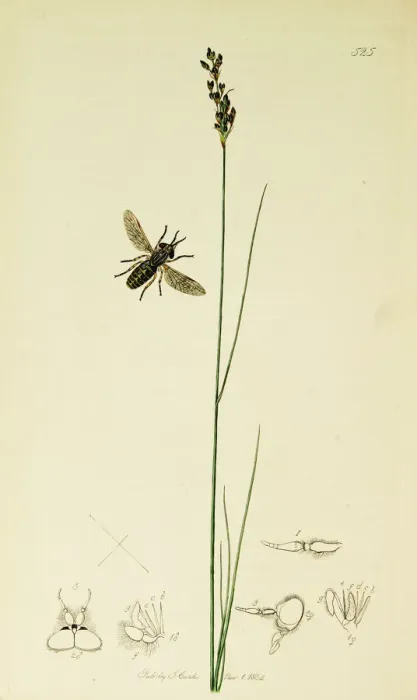 Framed Print : Curtis British Entomology Plate 525 Framed Print : Curtis British Entomology Plate 525