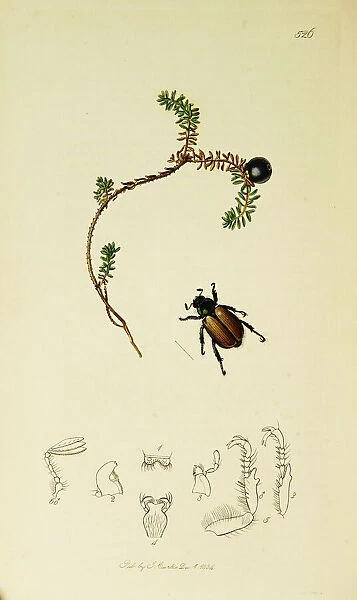 Curtis British Entomology Plate 526