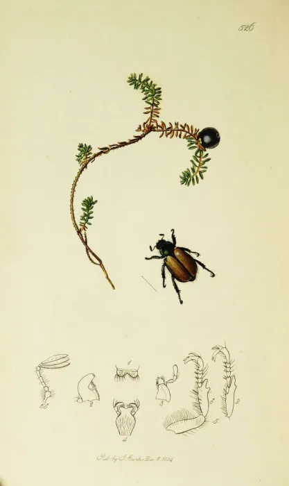Framed Print : Curtis British Entomology Plate 526 Framed Print : Curtis British Entomology Plate 526