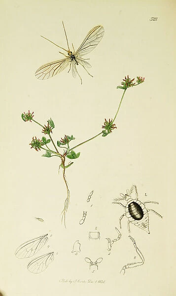 Curtis British Entomology Plate 528