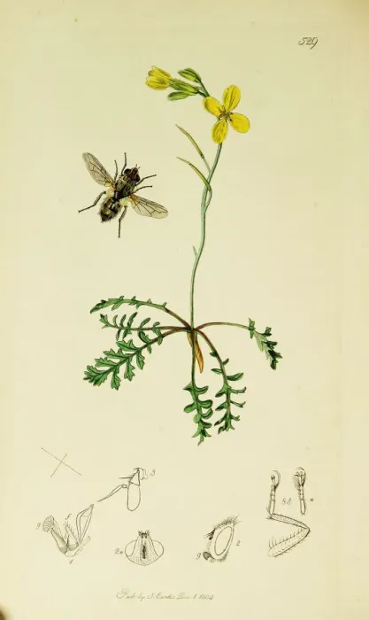 Framed Print : Curtis British Entomology Plate 529 Framed Print : Curtis British Entomology Plate 529
