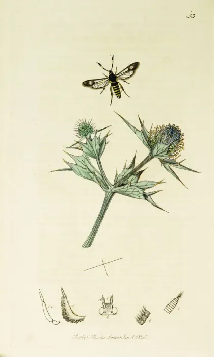 Framed Print : Curtis British Entomology Plate 53 Framed Print : Curtis British Entomology Plate 53