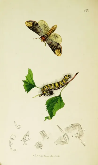 Framed Print : Curtis British Entomology Plate 530 Framed Print : Curtis British Entomology Plate 530