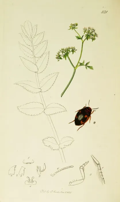 Framed Print : Curtis British Entomology Plate 531 Framed Print : Curtis British Entomology Plate 531