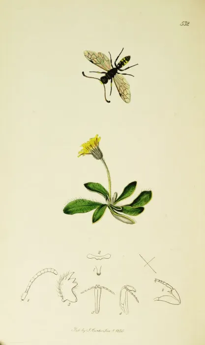 Framed Print : Curtis British Entomology Plate 532 Framed Print : Curtis British Entomology Plate 532