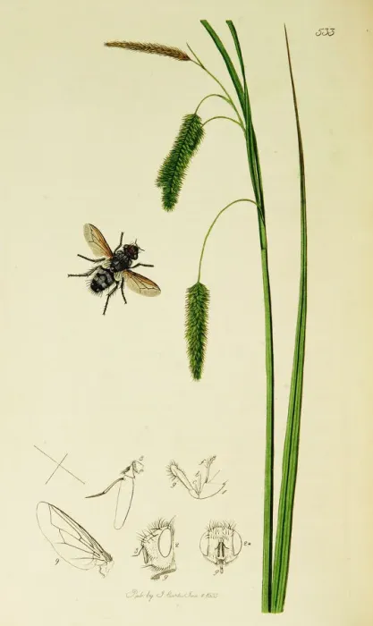 Framed Print : Curtis British Entomology Plate 533 Framed Print : Curtis British Entomology Plate 533
