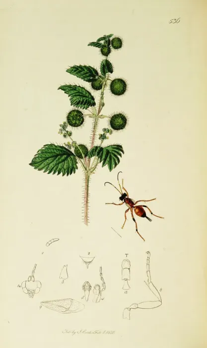 Framed Print : Curtis British Entomology Plate 536 Framed Print : Curtis British Entomology Plate 536