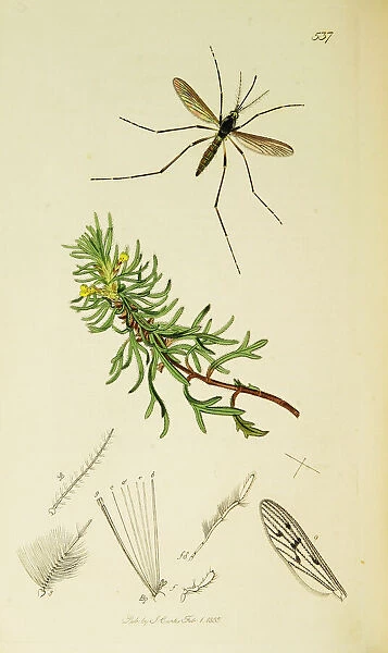 Curtis British Entomology Plate 537