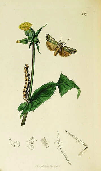 Curtis British Entomology Plate 539