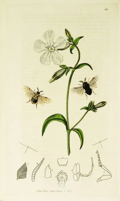 Framed Print : Curtis British Entomology Plate 54 Framed Print : Curtis British Entomology Plate 54