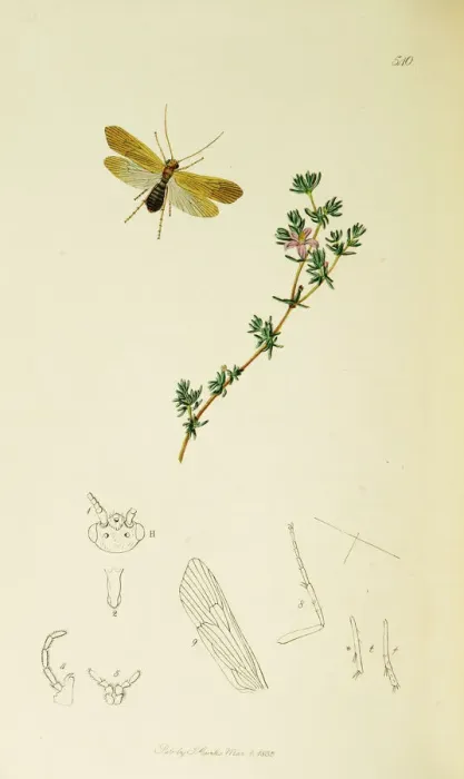 Framed Print : Curtis British Entomology Plate 540 Framed Print : Curtis British Entomology Plate 540