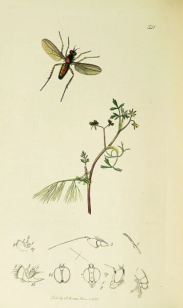 Curtis British Entomology Plate 541
