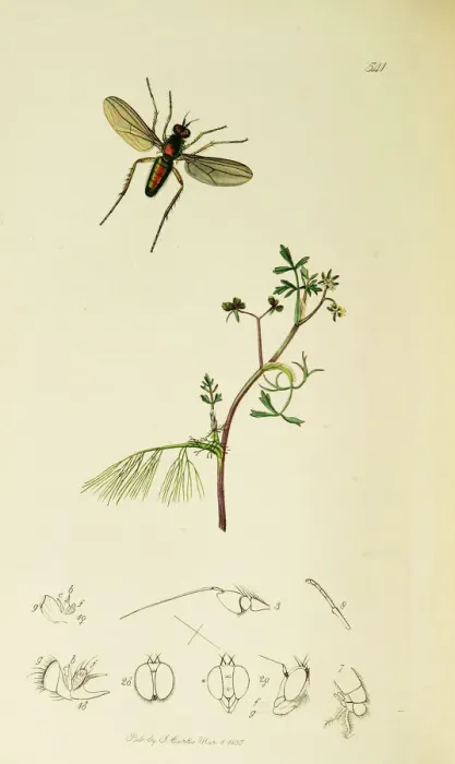Framed Print : Curtis British Entomology Plate 541 Framed Print : Curtis British Entomology Plate 541