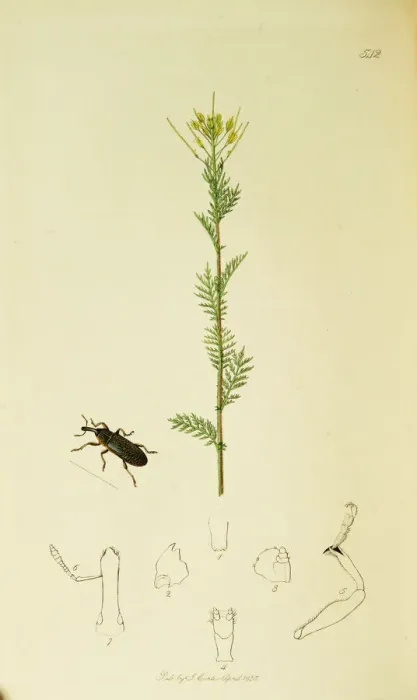 Framed Print : Curtis British Entomology Plate 542 Framed Print : Curtis British Entomology Plate 542