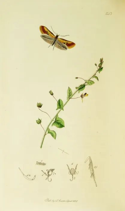 Framed Print : Curtis British Entomology Plate 543 Framed Print : Curtis British Entomology Plate 543