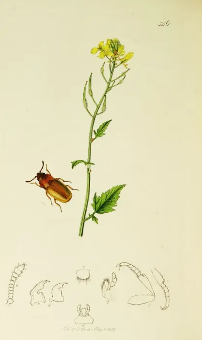 Framed Print : Curtis British Entomology Plate 546 Framed Print : Curtis British Entomology Plate 546