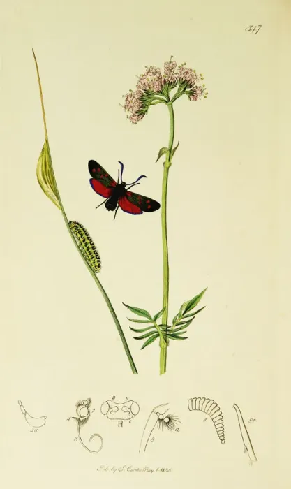 Framed Print : Curtis British Entomology Plate 547 Framed Print : Curtis British Entomology Plate 547