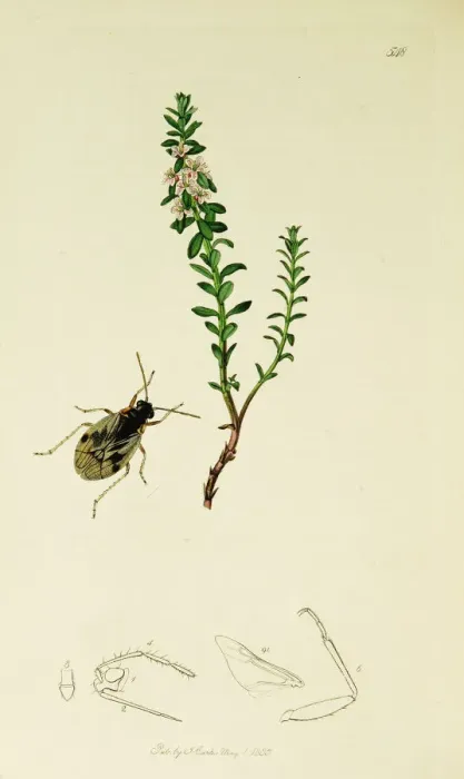 Framed Print : Curtis British Entomology Plate 548 Framed Print : Curtis British Entomology Plate 548