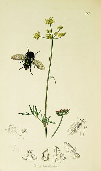 Curtis British Entomology Plate 549