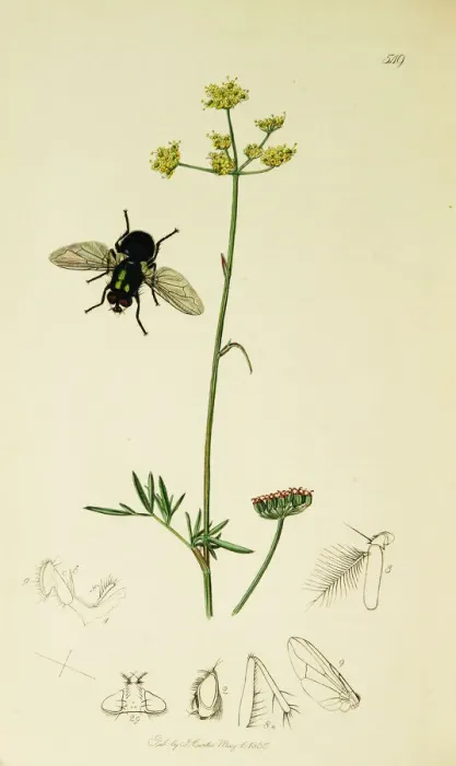 Framed Print : Curtis British Entomology Plate 549