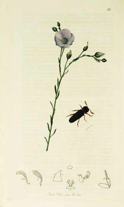Framed Print : Curtis British Entomology Plate 55 Framed Print : Curtis British Entomology Plate 55