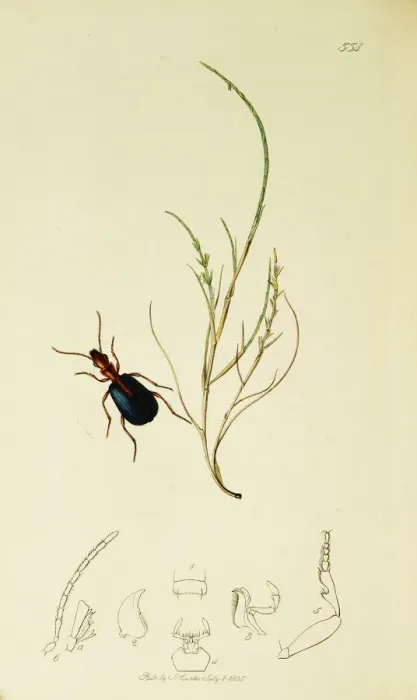 Framed Print : Curtis British Entomology Plate 554 Framed Print : Curtis British Entomology Plate 554