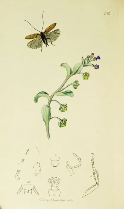 Framed Print : Curtis British Entomology Plate 556 Framed Print : Curtis British Entomology Plate 556