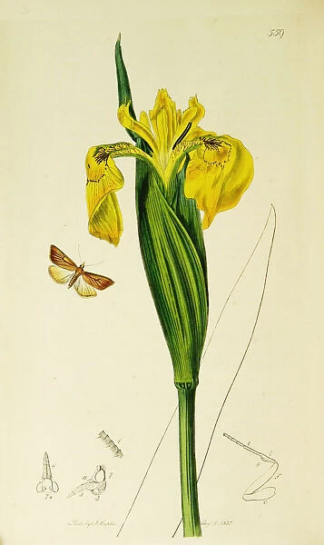 Curtis British Entomology Plate 559