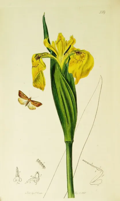 Framed Print : Curtis British Entomology Plate 559 Framed Print : Curtis British Entomology Plate 559