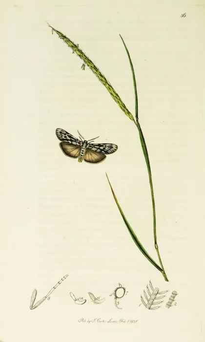 Framed Print : Curtis British Entomology Plate 56 Framed Print : Curtis British Entomology Plate 56