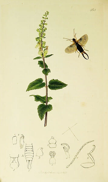 Curtis British Entomology Plate 560