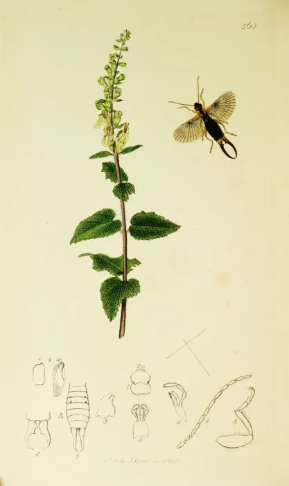 Framed Print : Curtis British Entomology Plate 560 Framed Print : Curtis British Entomology Plate 560