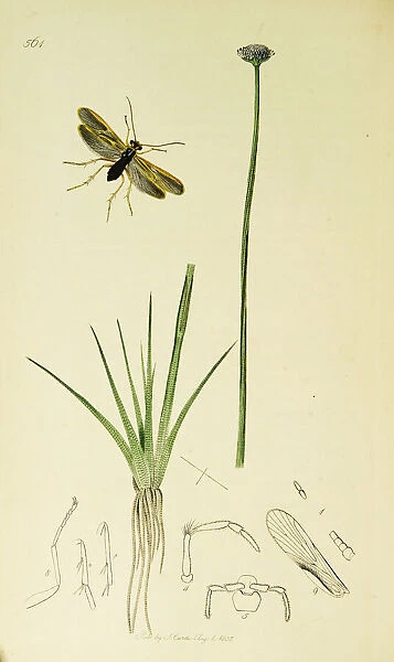 Curtis British Entomology Plate 561