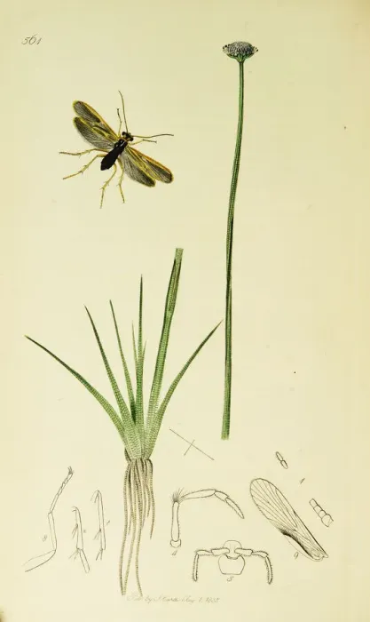 Framed Print : Curtis British Entomology Plate 561 Framed Print : Curtis British Entomology Plate 561