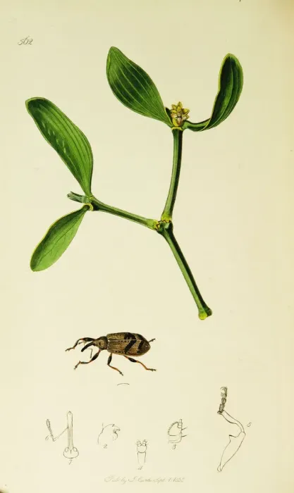 Framed Print : Curtis British Entomology Plate 562 Framed Print : Curtis British Entomology Plate 562