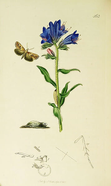 Curtis British Entomology Plate 563