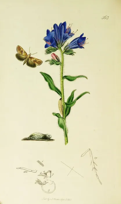 Framed Print : Curtis British Entomology Plate 563 Framed Print : Curtis British Entomology Plate 563