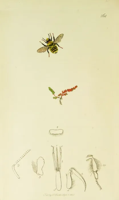 Framed Print : Curtis British Entomology Plate 564 Framed Print : Curtis British Entomology Plate 564